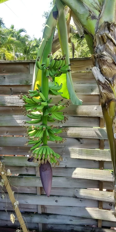Musa - Dwarf Cavendish - Banana Tree - Image 3 of 3