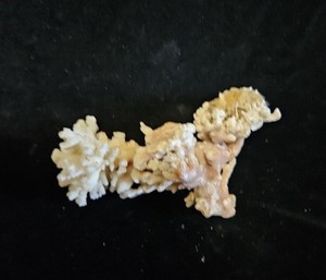Unique Coral With Sea Sponge In Branches 3x4” 3.1oz (C13)