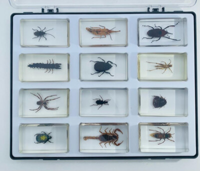 Amosfun Insekten Sammelbox 10x10cm - Vitrine Mit Klarglasdeckel Für Sammler