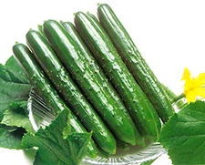 Cucumber Natsu Suzumi    100 seeds