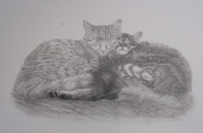 Gerahmte Original Bleistiftskizze Zeichnung von zwei Katzen DIN A4