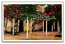 San Gabriel CA California Mission Oldest The Rose Tree White Border Postcard