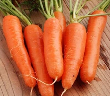 Carrot Seeds 300+ Shin Kuroda Asian Vegetable NON-GMO USA SELLER FREE SHIPPING