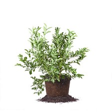 Blueberry Bush 3 Gallon Premier Perfect Plants Live Outdoor Planting Maintenance