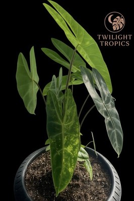 Rare Alocasia Longiloba Aurea Corms – Exotic Aroid Live Plant