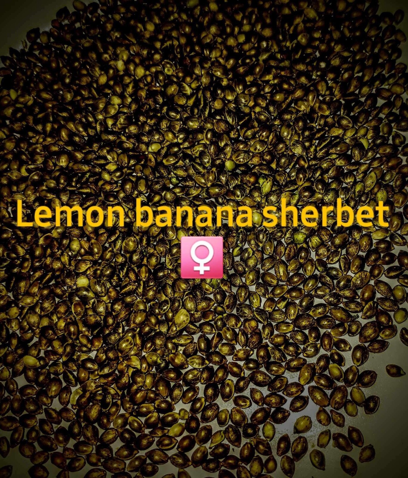 Lemon banana sherbet seeds fem . Dap seeds eBay