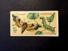 john player cards butterflies & moths 1904 #25