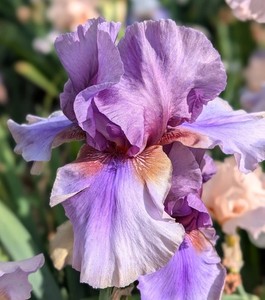 'Collage' '  Tall Bearded  Iris Rhizome PRE-SALE to Ship Aug/Sept