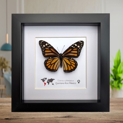 Danaus plexippus, der Monarchfalter aus Mexiko, gerahmt 6'' x 6''