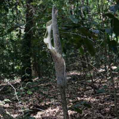Sweet Snakeskin Lily (Amorphophallus galbra)  - 1 germinated seed