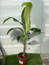 MUSA Basjoo Sakhalin (M. Japonica) Banano Giapponese, Pianta Reale, Albero Da Ba