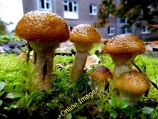 Photo 6x4 A honey fungus (Armillaria sp), Omagh An Oghmagh Pictured here  c2013