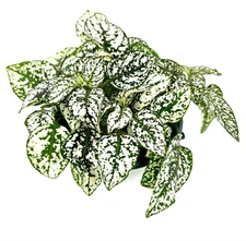 Large Hypoestes White Splash Live Potted House Plants Air Purifying, 4" Pots