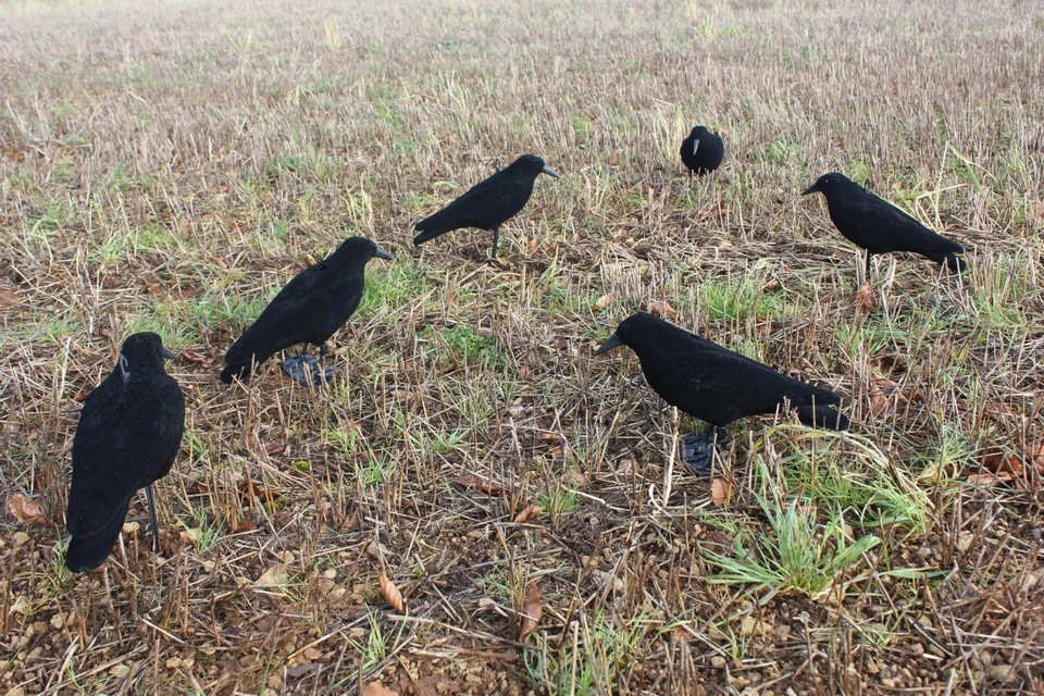 Flocked Crow Decoy Full Body 12 Whole Rook Raven Shooting Hunting Feet & Stake - Image 3 of 4