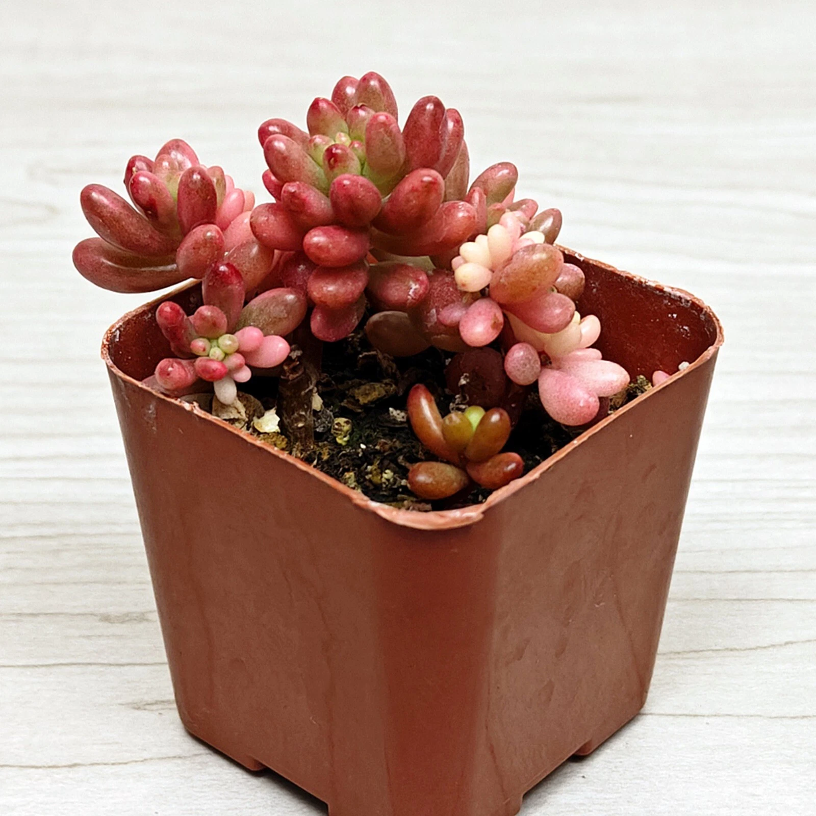 opalina succulent Graptoveria 'Opalina' Variegated 3" Succulent Plant  True Succulents Plant  Co