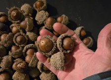 From the Ozarks, 12 huge dried Burr Oak acorns for crafts, Natural buffed finish