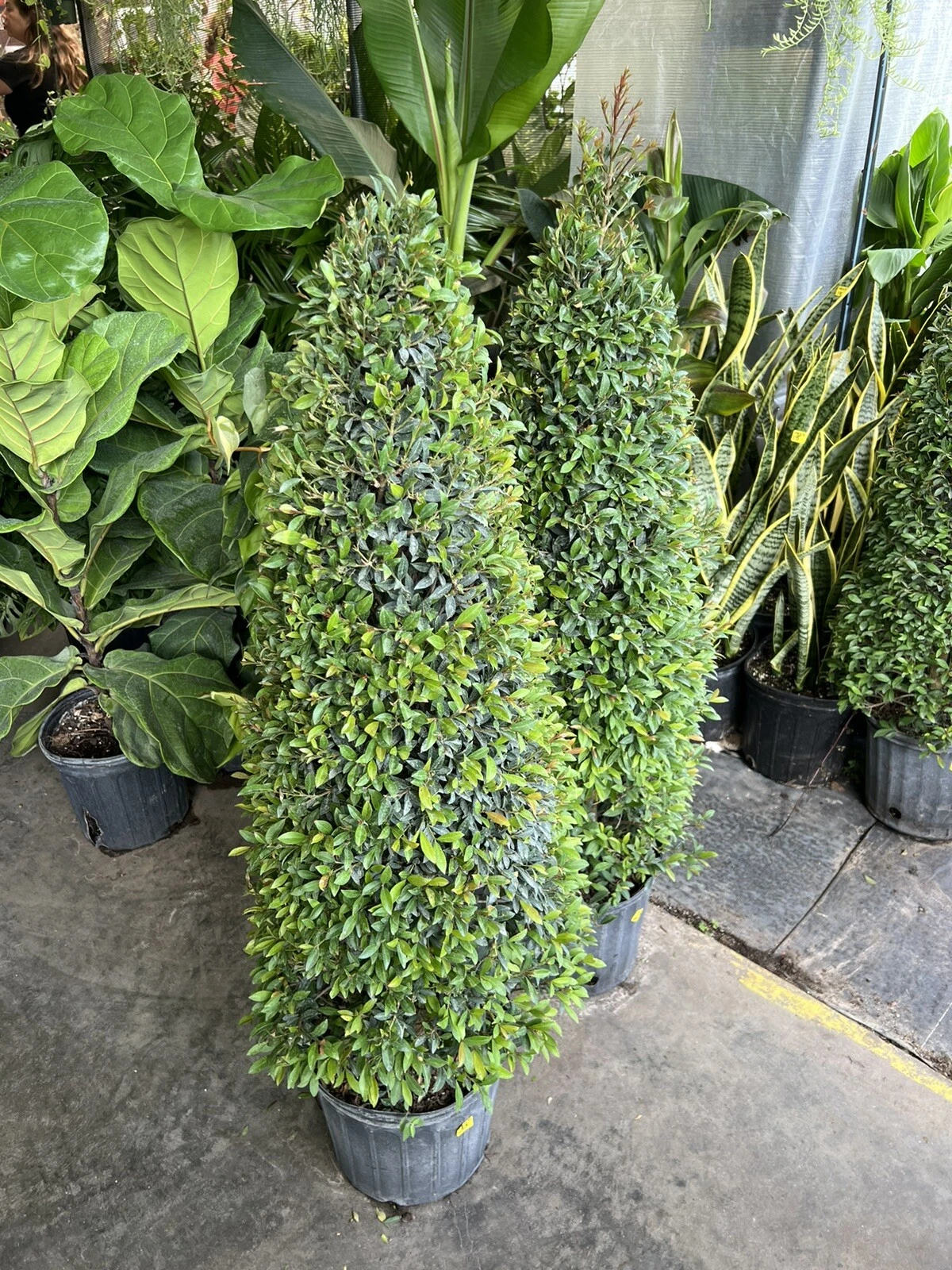 Eugenia Cone Topiary Plant