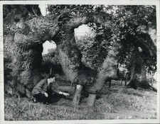 1961 Press Photo Yak Boughs & John Watson, the Earl of Lonsdale's head forester