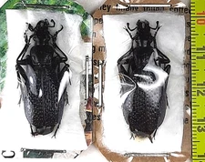 Carabidae, Carabus (Tribax) biebersteini ulgeni pair A1, NE. Georgia