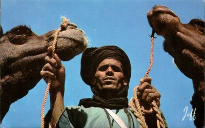 Postcard Picturesque Northern Africa Mah Holding Two Camels P1162