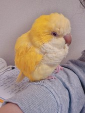 Parrot-Distressed Vintage T-Shirt – One of a Kind