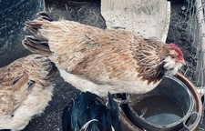 16  Salmon Faverolle Hatching Eggs Chicken Breed Gentle Beautiful