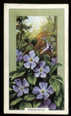 Tabakkarte, Gallaher, WILDBLUMEN, 1939, Lesser Periwinkle, #33