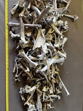 Real Animal Bones By The Pound