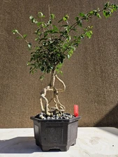 Old Barbados Cherry ( Malpighia Glabra-Hồng ngọc mai  ) Bonsai Tree,,,