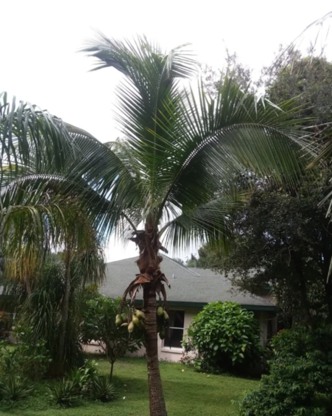 Pacific Tall Coconut Seed – Exotic Tropical Palm Tree Seed for Indoor Growing - Image 2 of 4