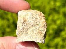 Fossil Mosasaur Vertebrae Dinosaur Bone Morocco Cretaceous Age Dino Vert