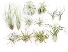 Tillandsia Jumbo Air Plant Variety Pack - Easy Indoor Outdoor Live Decor