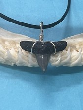 SHARK TOOTH NECKLACE ( ADJUSTABLE ) …5/8 Inch BLACK TIP ( CUSTOM MADE )