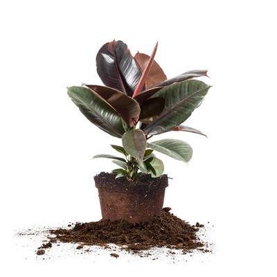 Variegated Rubber Plant | Ficus Elastica 'Ruby' | Live Indoor Houseplant | Un...