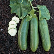 25 Straight 8 Cucumber Seeds Fresh Harvest For Gardens 25 Straight 8 Cucumber Seeds Fresh Harvest For Gardens