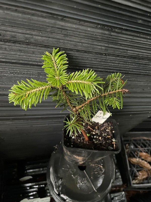 Turkish Fir