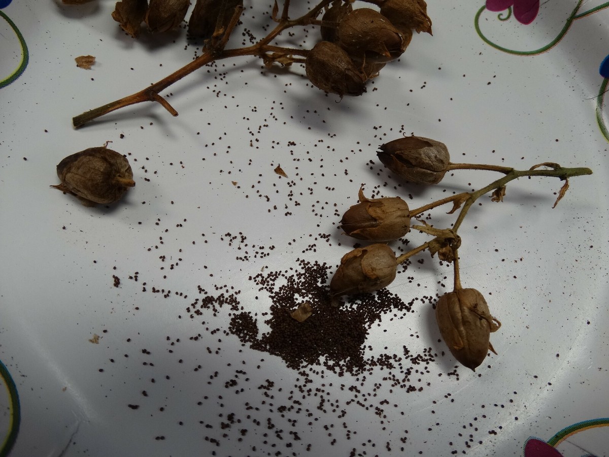 oriental tobacco seeds 2000+ MACEDONIAN PRILEP TOBACCO SEEDS VERY RARE ORIENTAL AROMATIC 2025 CROP  FRSH