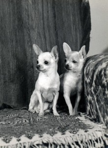 cute chihuahua puppies