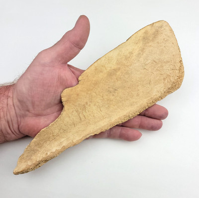 10'' Bison Scapula Bone Squash Knife - South Dakota Arikara Loitwood Artifact
