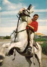 Carte postale postcard 10X15cm CAMARGUE gardian cheval capture dressage cheval