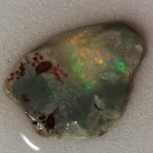 Rare Australian A++ Shell Opal Fossil 5,650ct - - Catawiki