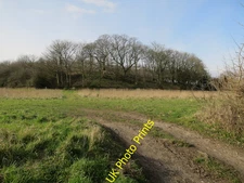 Photo 6x4 Copse by Cranfield Road Sheringham  c2016