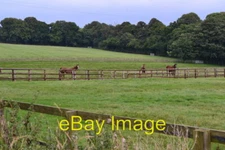 Photo 6x4 Horses in field near Lower Farm  c2016