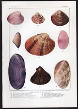 1942 Vintage Sea Shell Print Callista, Wedge, Venus etc