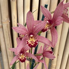 Cymbidium Miss Saigon  Sedona  Compact Foliage Blooming Size Orchid