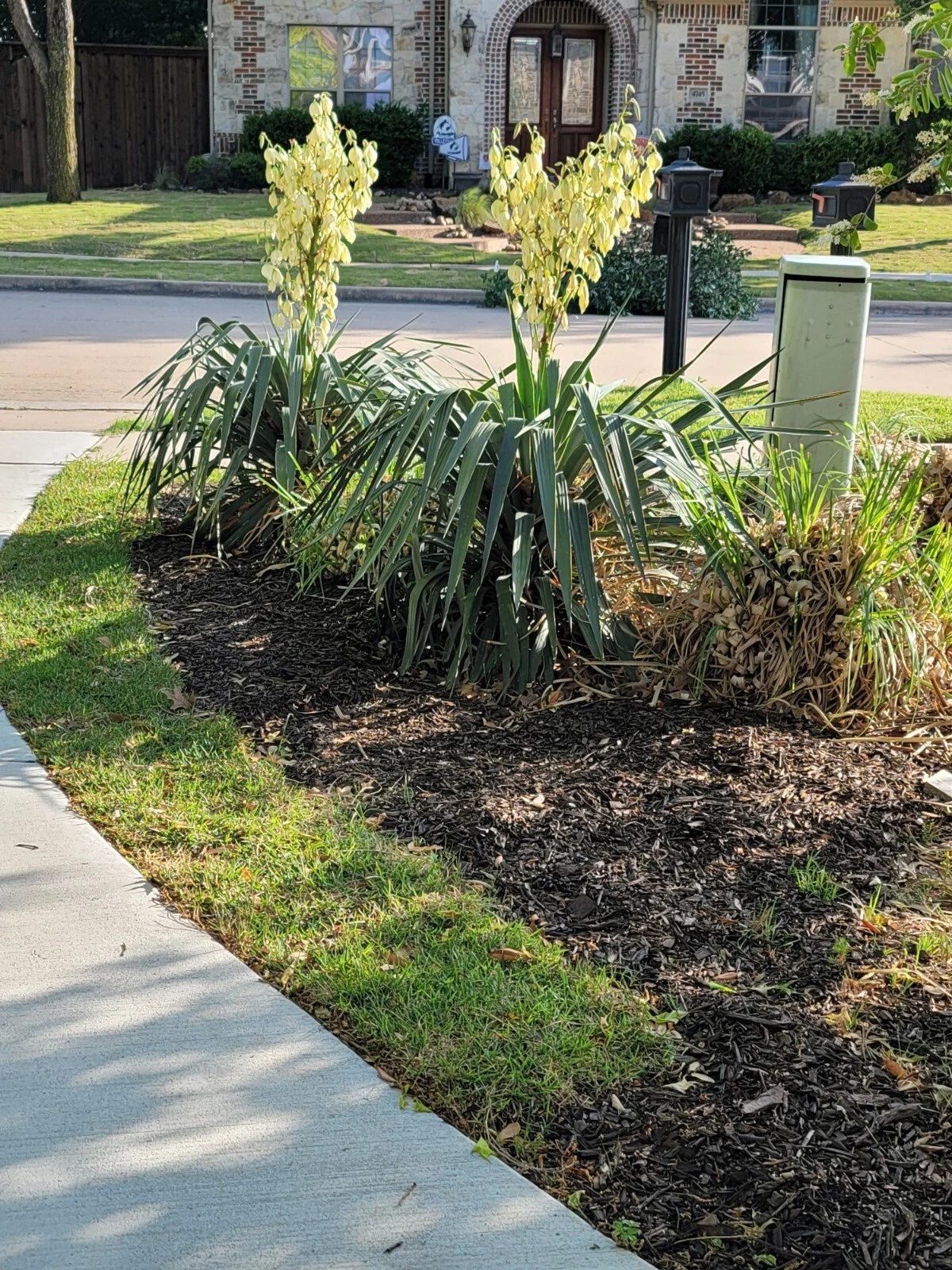Tx organic yucca plant sz L 10 Inch above ground evergreen drought tolerant
Opens in a new window or