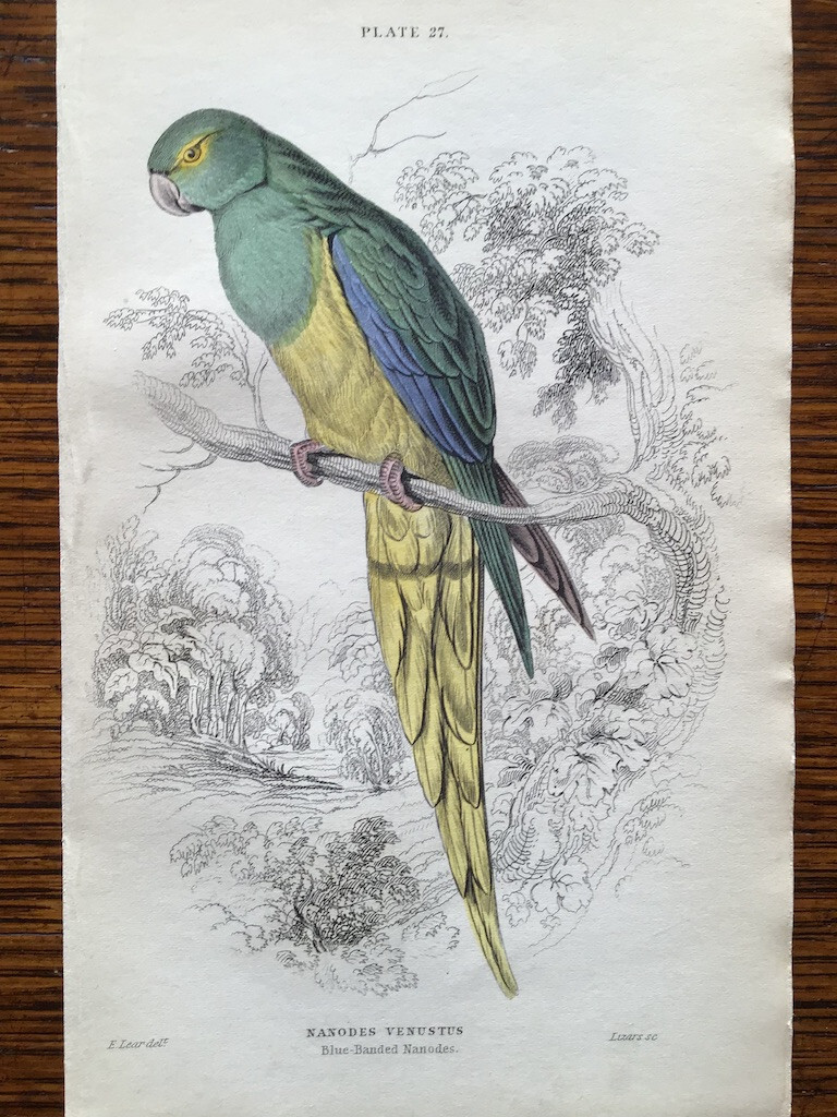 Antique hand-colored bird print of a Blue-winged Parrot by Lear for Jardine
