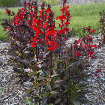 2x Lobelia speciosa 'Starship Deep Rose' XXL Jumbo Plug Plants