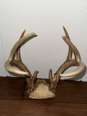 8 Point Whitetail Deer Antler Rack Skull Cap Taxidermy Mount Cabin ...