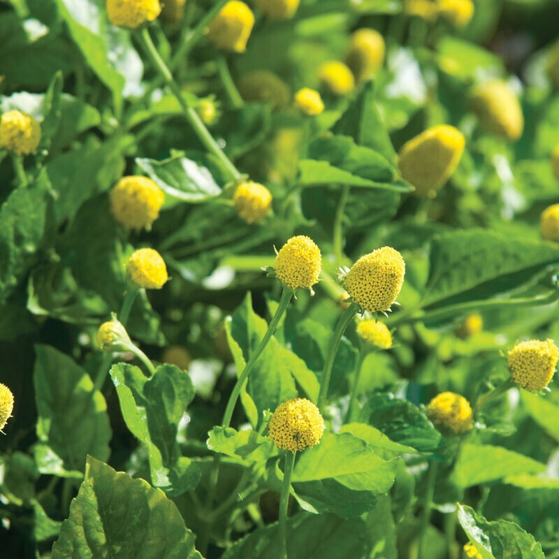 500 PARACRESS SEEDS - MEDICINAL HERB - AKA; TOOTHACHE PLANT FREE SHIPPING |  eBay